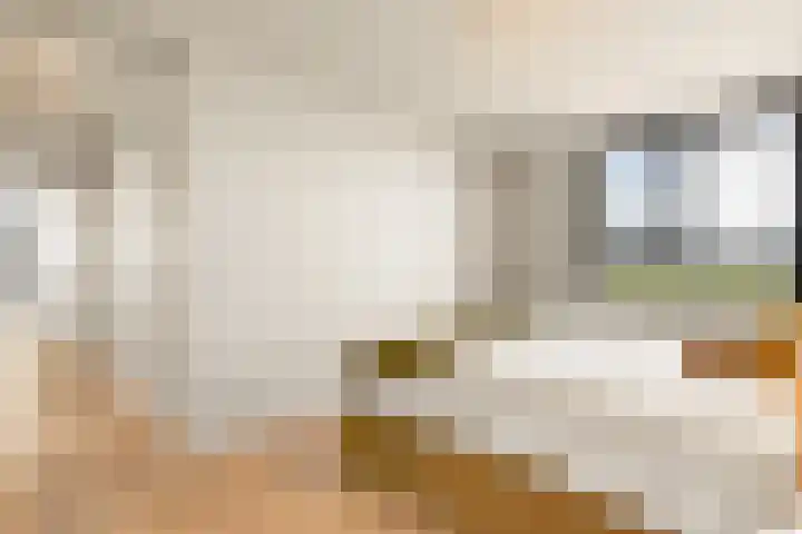 Vliehors 44 Hoofddorp thumbnail 29