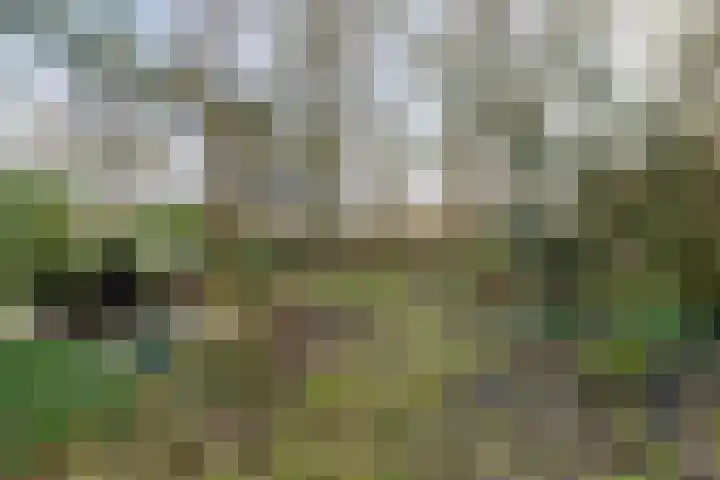Vlieland 13 Zoetermeer thumbnail 16