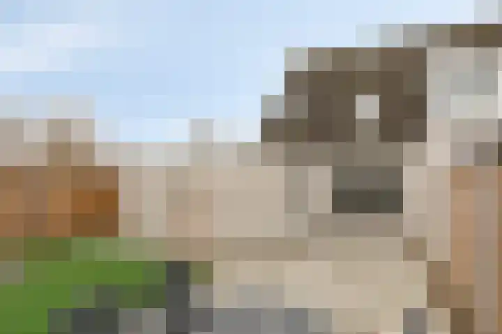 Vlielandlaan 2 Duiven thumbnail 47