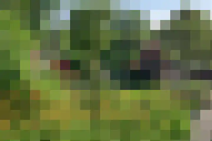 Vlier 11 Poortugaal thumbnail 44
