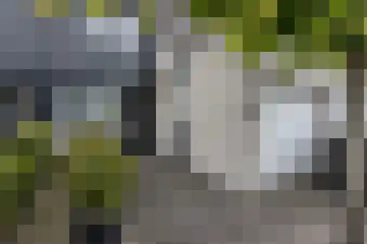Vlier 33 Poortugaal thumbnail 8