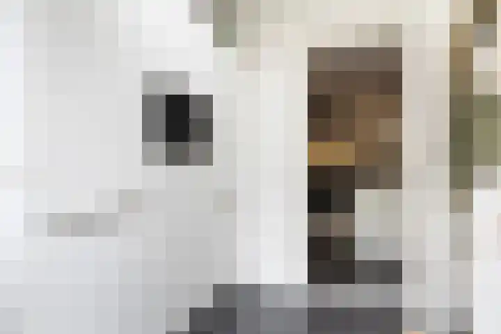 Vlierbessenlaan 57 Apeldoorn thumbnail 11