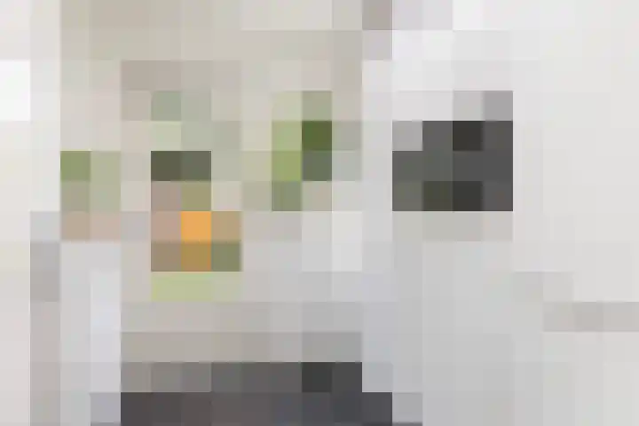 Vlierbessenlaan 57 Apeldoorn thumbnail 12