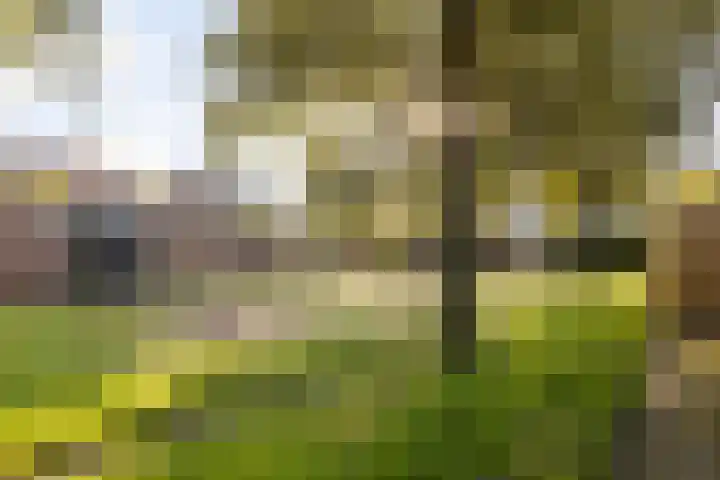 Vlierbessenlaan 57 Apeldoorn thumbnail 30