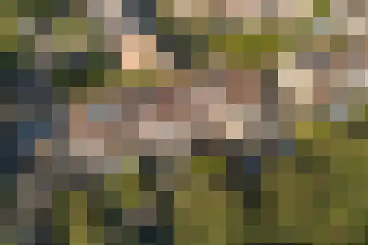 Vlierbessenlaan 57 Apeldoorn thumbnail 36
