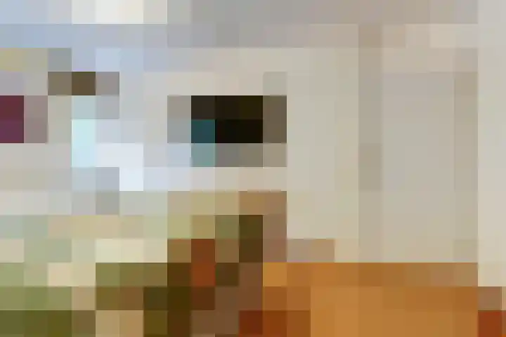 Vlierhof 4 Dieren thumbnail 15