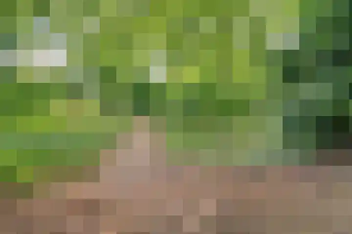 Vlierhof 4 Dieren thumbnail 33