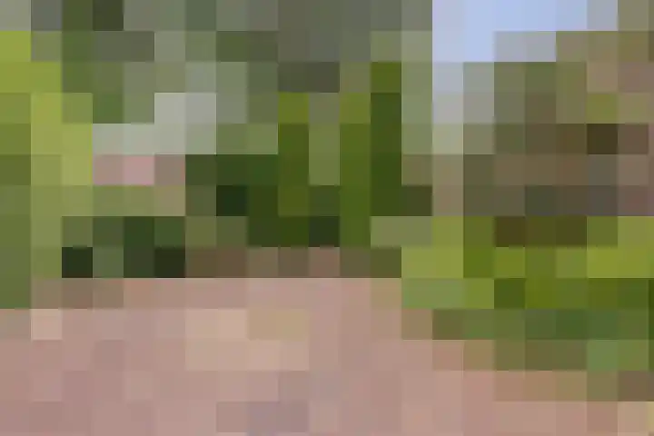 Vlierhof 40 Dieren thumbnail 24