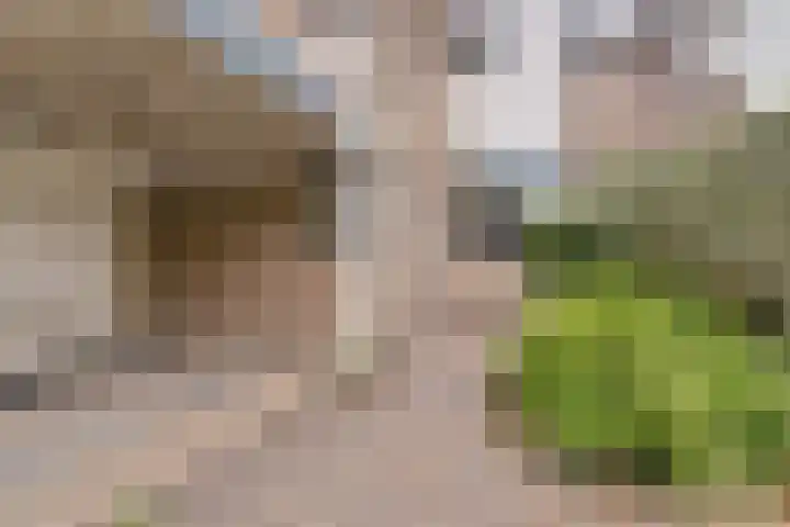 Vlierhof 40 Dieren thumbnail 6