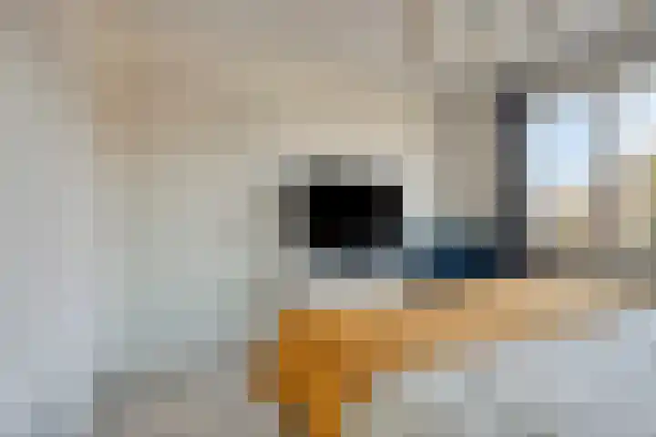 Vlierstraat 3 Asten thumbnail 18