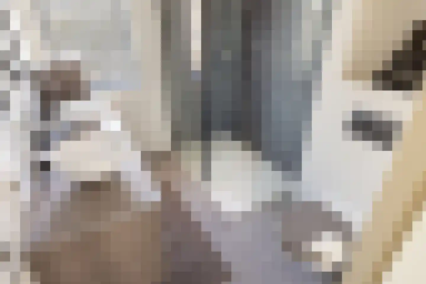 Vliervlinder 6 Diemen thumbnail 25