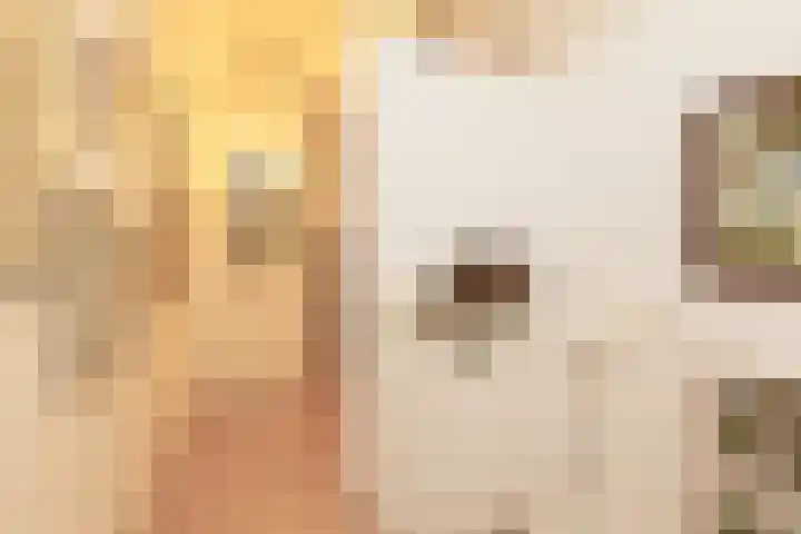 Vliestroom 17 Sneek thumbnail 29