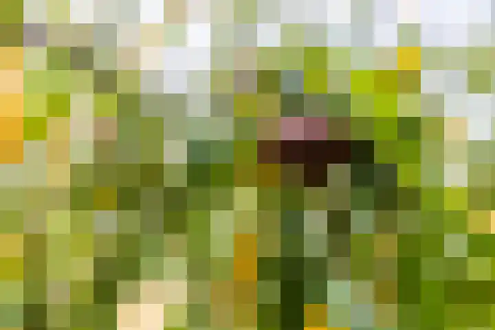 Vliestroom 52 Alkmaar thumbnail 31