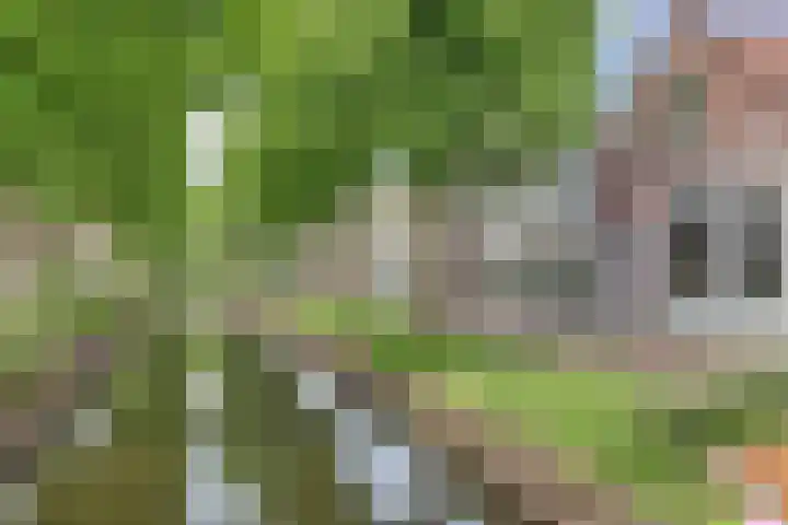 Vliet Noordzijde 69 Rijnsburg thumbnail 10
