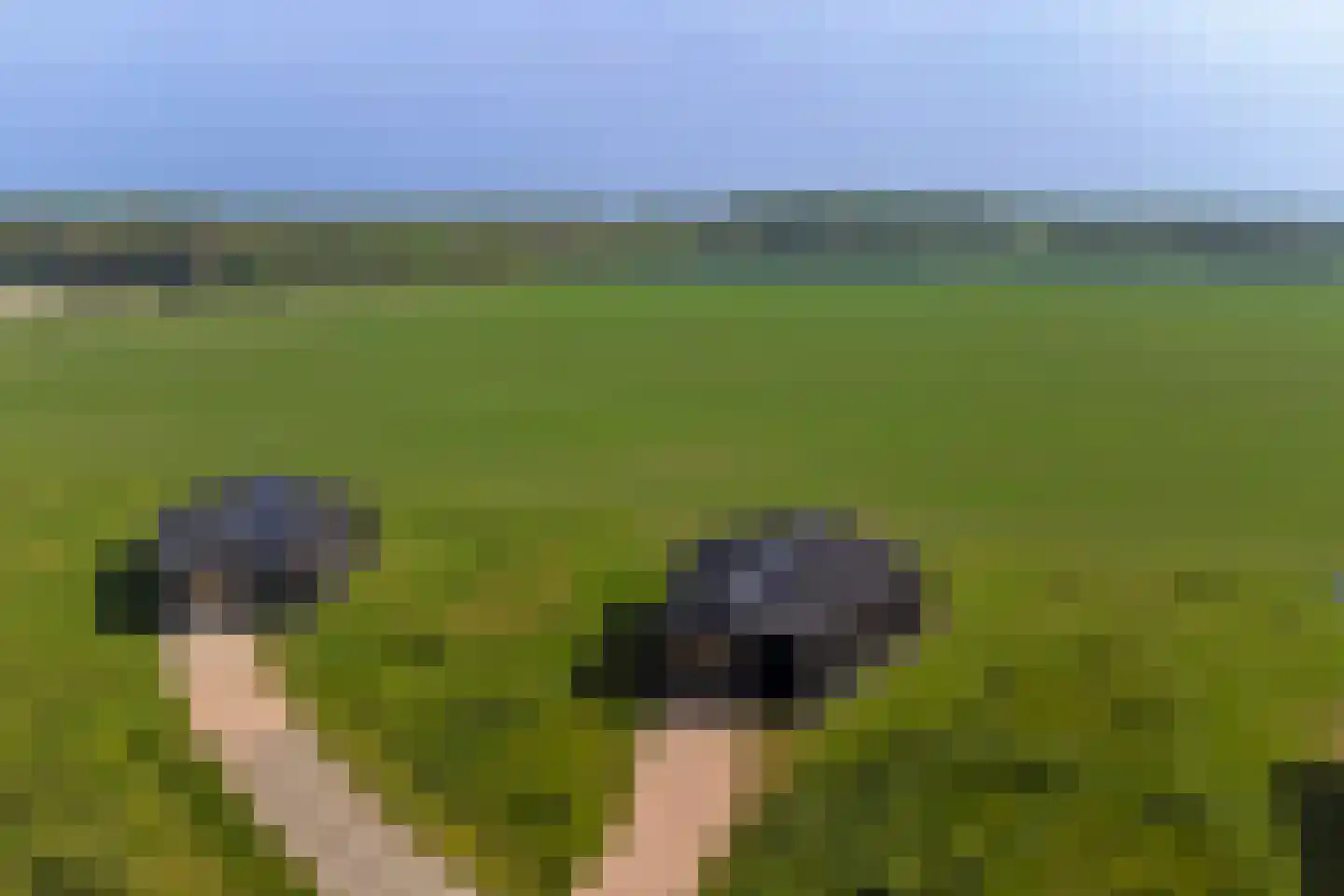 Vlietenburg 19 Wissenkerke thumbnail 34
