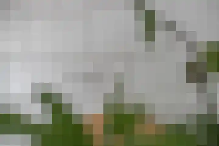 Vlietstraat 42 Schelluinen thumbnail 9