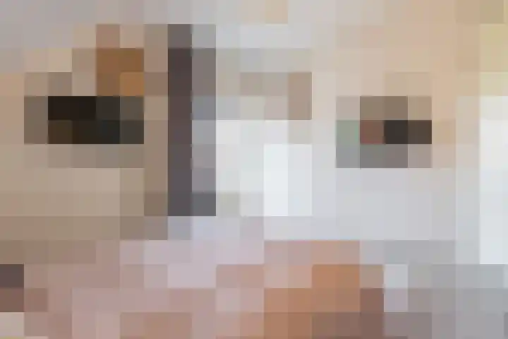 Vliewint 34 Petten thumbnail 11