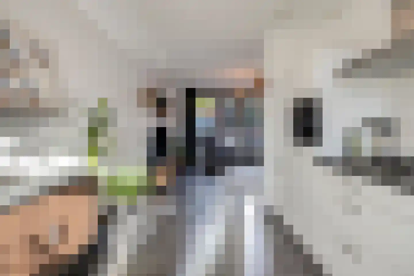 Vlinder 26 Veldhoven thumbnail 12