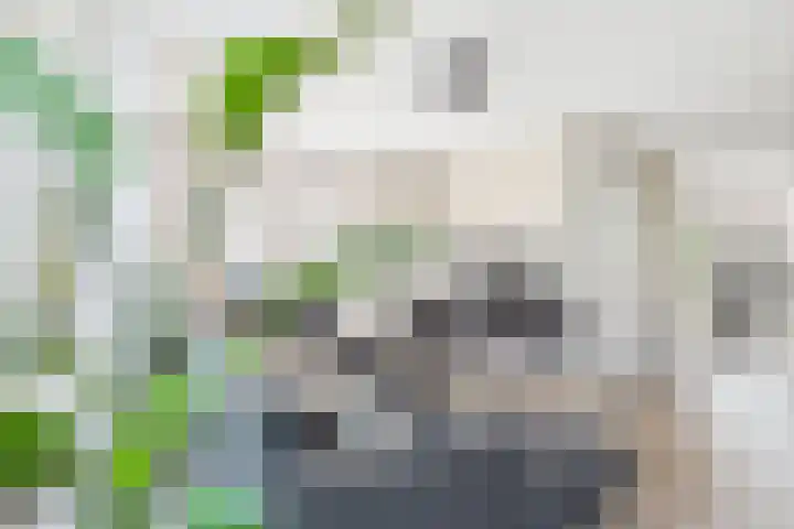 Vlinderlaan 24 Terneuzen thumbnail 12