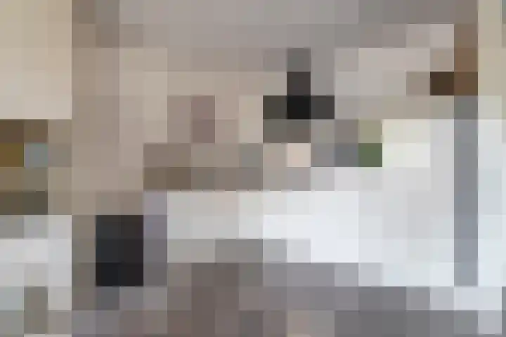Vlindertuin 26 Veenendaal thumbnail 11