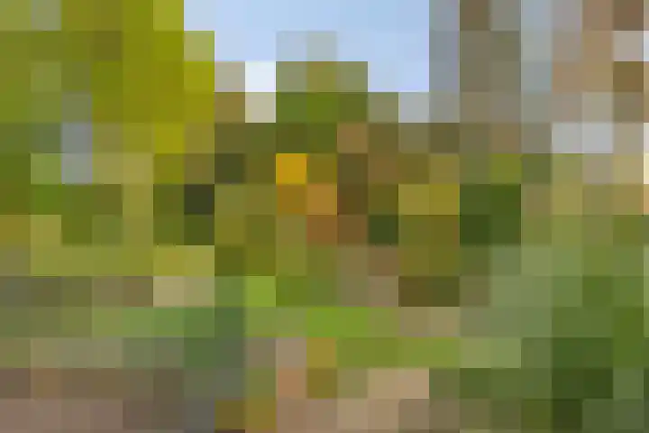 Vlinkert 17 Heusden thumbnail 44