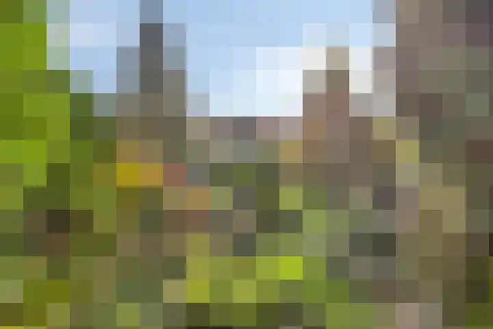 Vlinkert 17 Heusden thumbnail 49