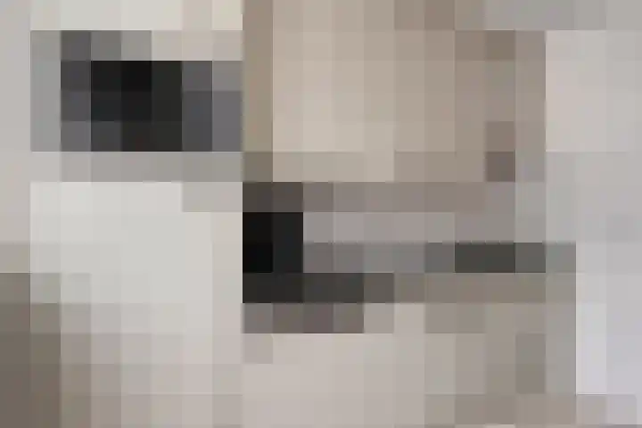 Vlinkert 21 Heusden thumbnail 13