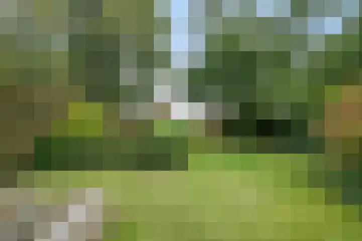 Vlinkert 21 Heusden thumbnail 37