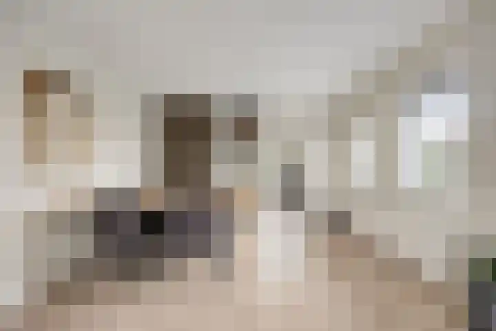 Vlinkert 41 Heusden thumbnail 17