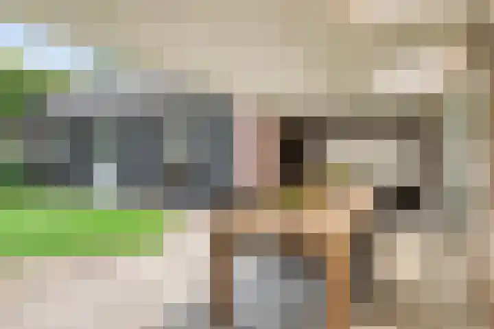 Vlinkert 69 Heusden thumbnail 31