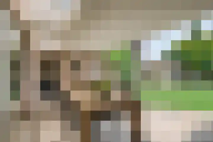 Vlinkert 69 Heusden thumbnail 32