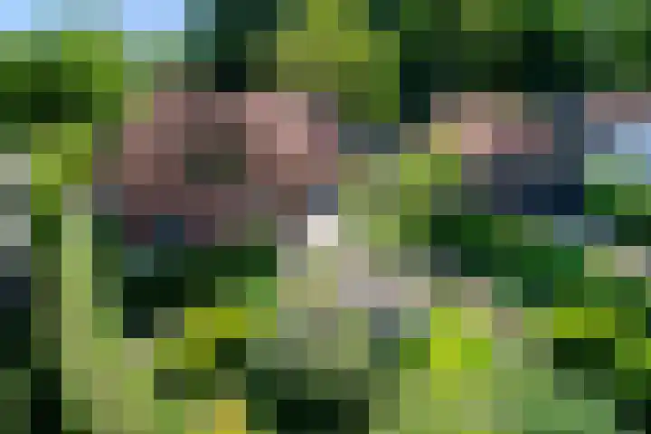 Vloeieind 16 Lage Mierde thumbnail 33