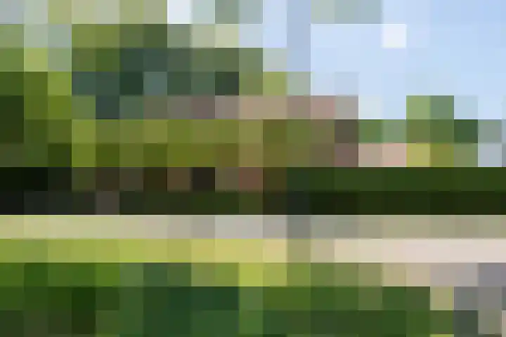 Vloeieind 16 Lage Mierde thumbnail 44