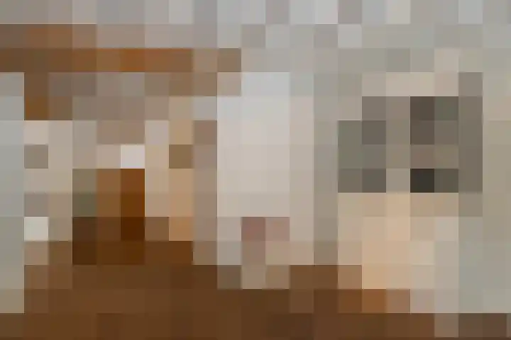 Vloeieind 16 Lage Mierde thumbnail 9