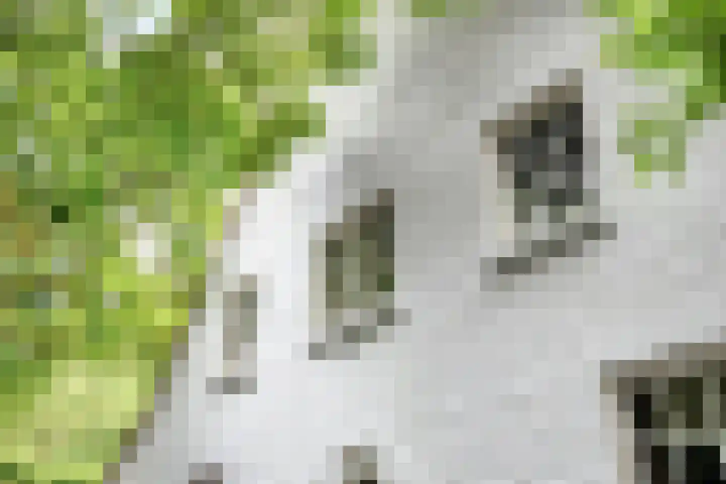 Vloeieind 4 Lage Mierde thumbnail 12