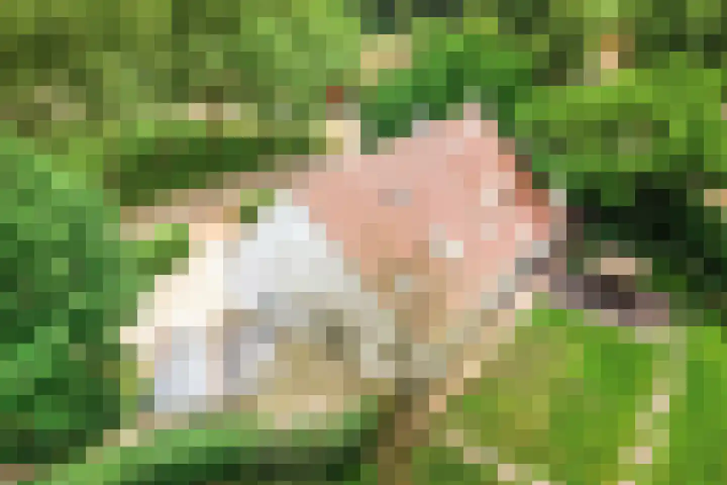 Vloeieind 4 Lage Mierde foto 2