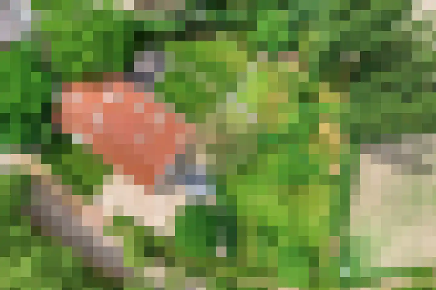 Vloeieind 4 Lage Mierde thumbnail 85