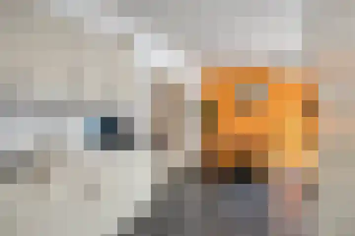 Vlokhovenseweg 39 Eindhoven thumbnail 14