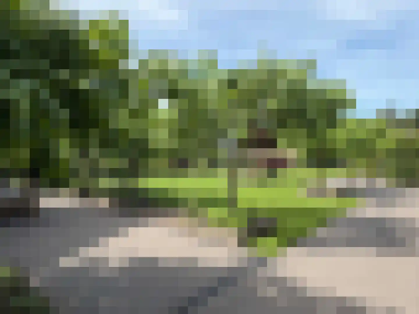 Vlonder 33 Dalerpeel thumbnail 12
