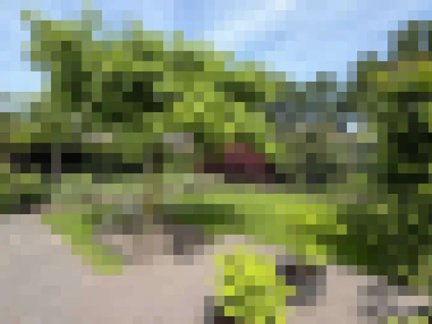 Vlonder 33 Dalerpeel thumbnail 16
