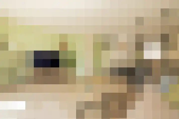 Vlonderkamp 8 Noordwijkerhout thumbnail 5