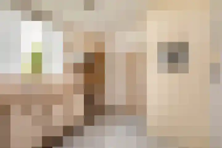 Vlonderstraat 8 Nieuwstadt thumbnail 16