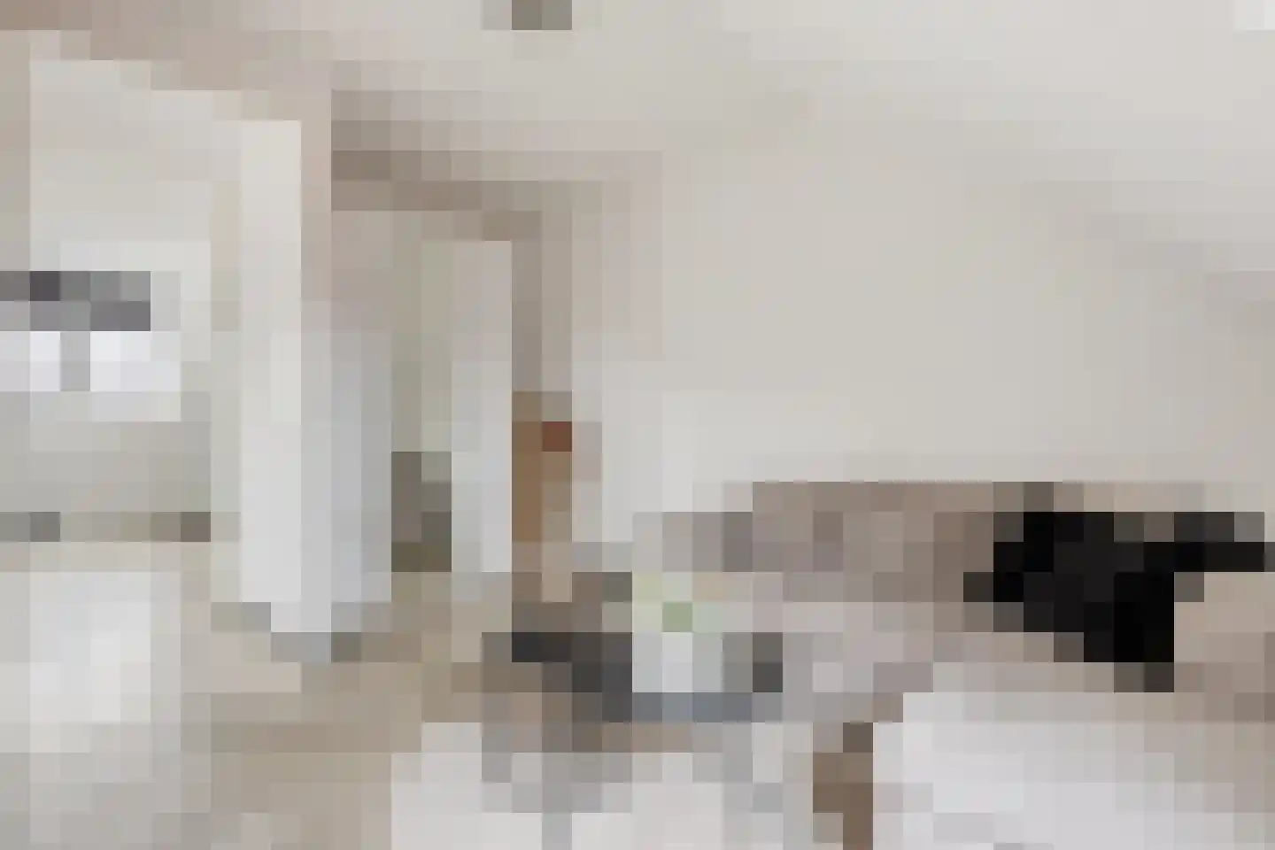 Vlotgras 9 Assendelft thumbnail 38