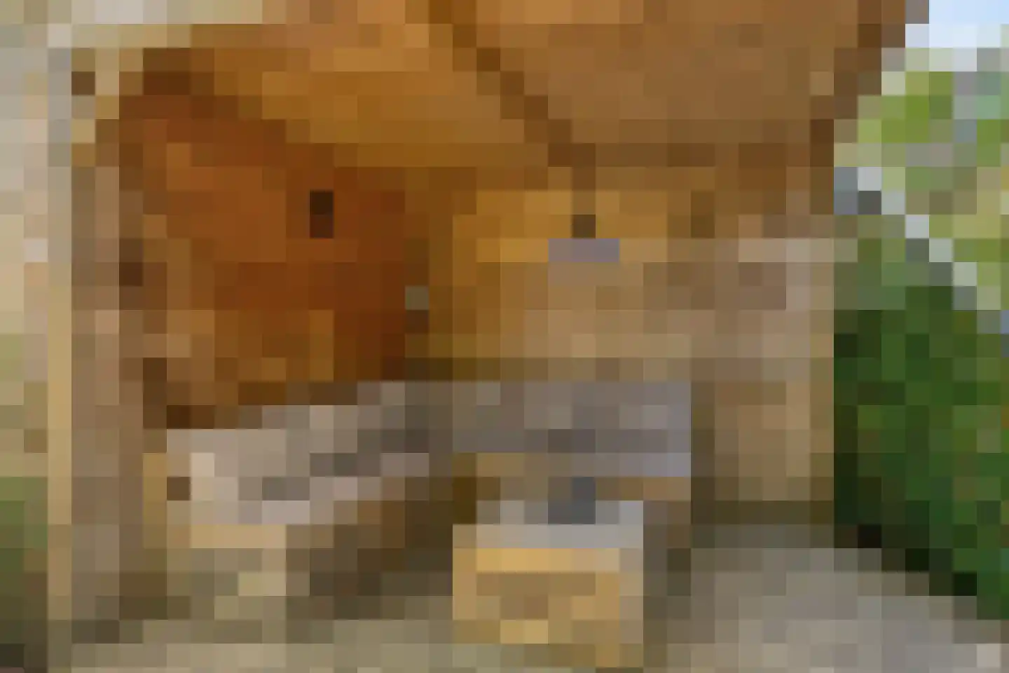 Vlouwakkers 3 Annen thumbnail 46