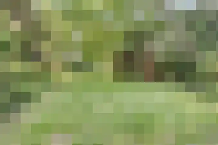 Voederheil 24 Zeeland thumbnail 51