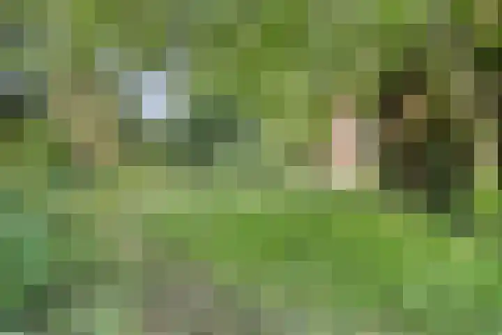 Voederheil 24 Zeeland thumbnail 52