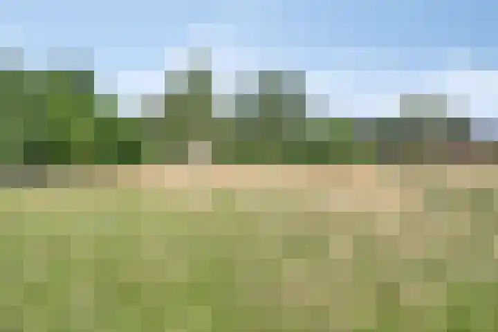 Voederheil 24 Zeeland thumbnail 58