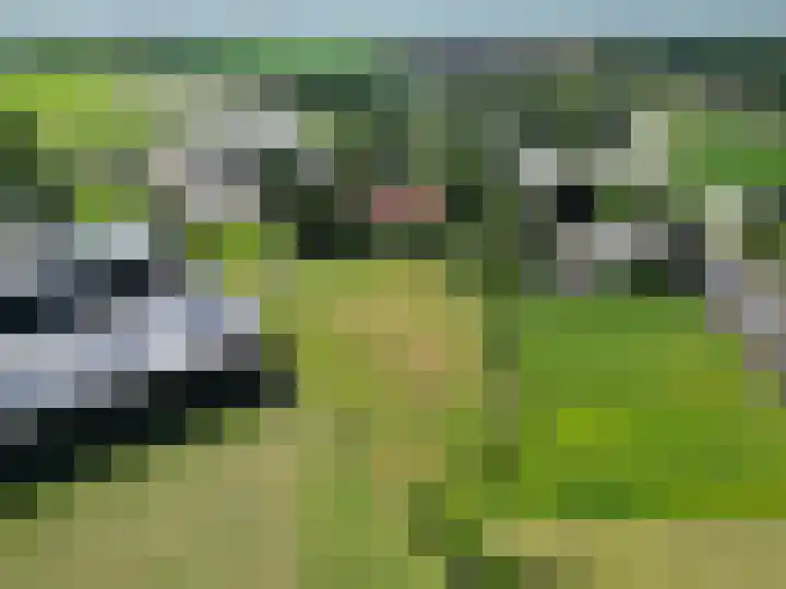 Voederheil 24 Zeeland thumbnail 76
