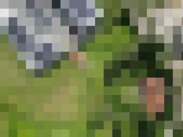 Voederheil 24 Zeeland thumbnail 78