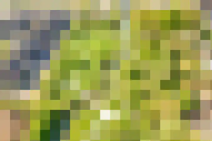 Voedselbos Rijnvliet 16 Utrecht thumbnail 51
